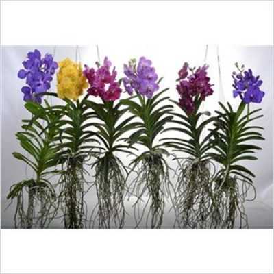 Vanda Mix Xl