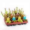 Vleesetende Planten Mix