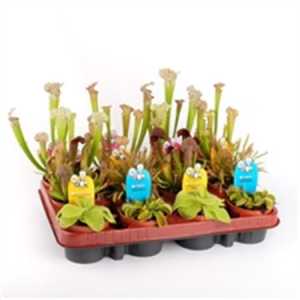 Vleesetende Planten Mix