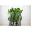 ЗАМИОКУЛЬКАС Zamioculcas 4+ D14 H45 X7
