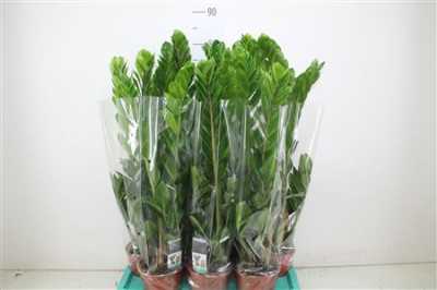 ЗАМИОКУЛЬКАС Zamioculcas 4+ D14 H45 X7