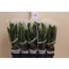 ЗАМИОКУЛЬКАС Zamioculcas 4+ D12 H45 X10