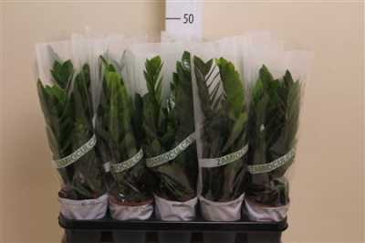 ЗАМИОКУЛЬКАС Zamioculcas 4+ D12 H45 X10