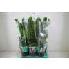 ЗАМИОКУЛЬКАС Zamioculcas 5+ D17 H60 X6