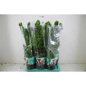 ЗАМИОКУЛЬКАС Zamioculcas 5+ D17 H60 X6