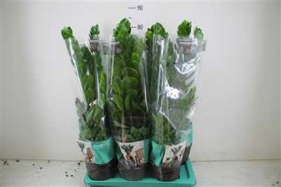 ЗАМИОКУЛЬКАС Zamioculcas 5+ D17 H60 X6