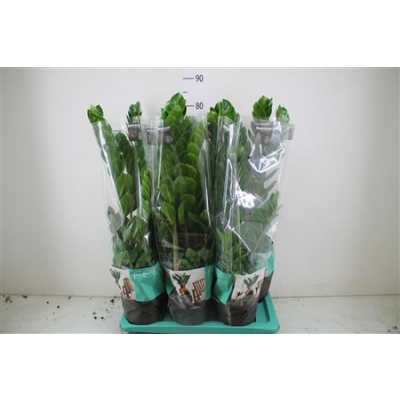 ЗАМИОКУЛЬКАС Zamioculcas 5+ D17 H60 X6