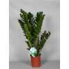 Zamioculcas 8+