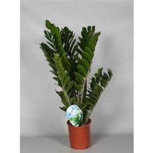 Zamioculcas 8+