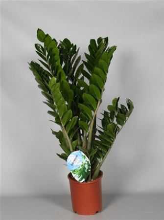 Zamioculcas 8+
