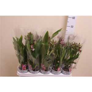 Zygopetalum Mix 1 Tak