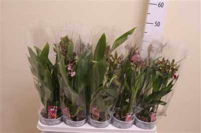 Zygopetalum Mix 1 Tak