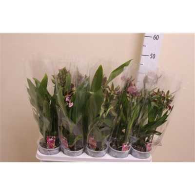 Zygopetalum Mix 1 Tak