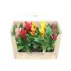 ВРИЕЗИЯ Vriesea Gemengd D12 H45 X10