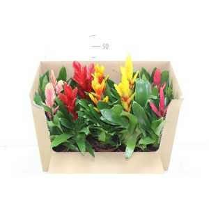 ВРИЕЗИЯ Vriesea Gemengd D12 H45 X10