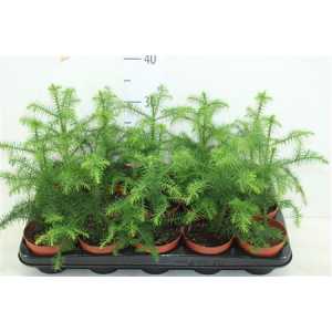 АРАУКАРИЯ Araucaria Heterophylla D14 H30 X7