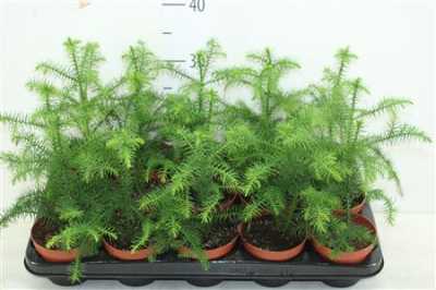 АРАУКАРИЯ Araucaria Heterophylla D14 H30 X7