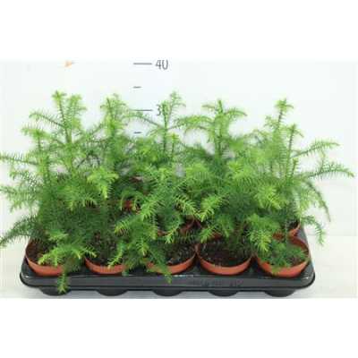 АРАУКАРИЯ Araucaria Heterophylla D14 H30 X7