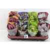 БЕГОНИЯ рекс Begonia Blad Magic Colours D13 H25 X6