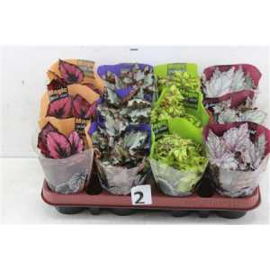 БЕГОНИЯ рекс Begonia Blad Magic Colours D13 H25 X6