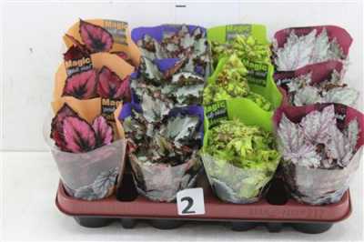 БЕГОНИЯ рекс Begonia Blad Magic Colours D13 H25 X6