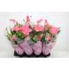 АНТУРИУМ РОЗОВЫЙ Anth An Pink Fever D14 H50 X8