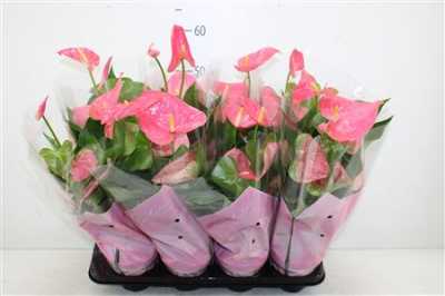 АНТУРИУМ РОЗОВЫЙ Anth An Pink Fever D14 H50 X8