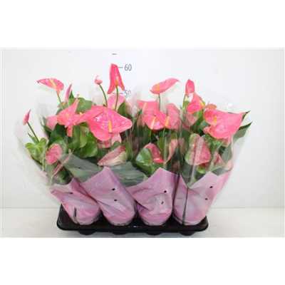 АНТУРИУМ РОЗОВЫЙ Anth An Pink Fever D14 H50 X8