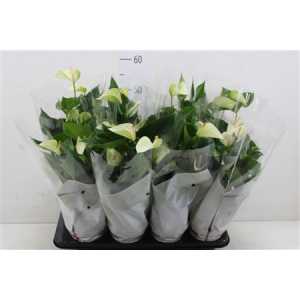 АНТУРИУМ БЕЛЫЙ Anth An Baby White D14 H50 X8