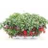 АРДИЗИЯ Ardisia Crenata Bos Premiu D14 H40 X7