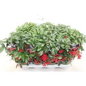 АРДИЗИЯ Ardisia Crenata Bos Premiu D14 H40 X7
