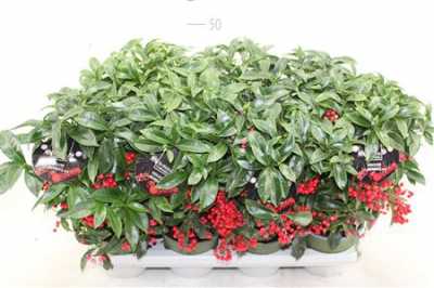 АРДИЗИЯ Ardisia Crenata Bos Premiu D14 H40 X7