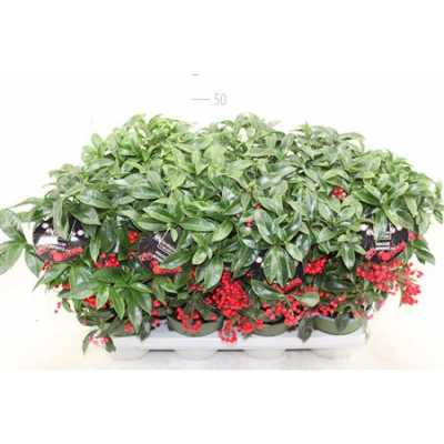 АРДИЗИЯ Ardisia Crenata Bos Premiu D14 H40 X7
