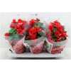БЕГОНИЯ КРАСНАЯ Begonia Du Baladin D14 H31 X6