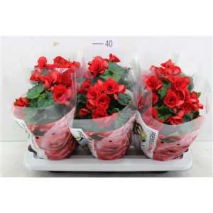 БЕГОНИЯ КРАСНАЯ Begonia Du Baladin D14 H31 X6