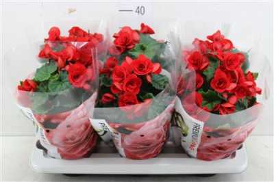 БЕГОНИЯ КРАСНАЯ Begonia Du Baladin D14 H31 X6