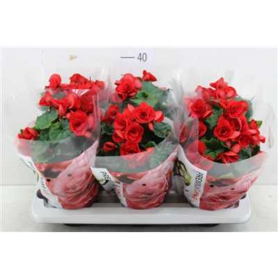 БЕГОНИЯ КРАСНАЯ Begonia Du Baladin D14 H31 X6