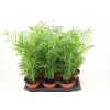 ХАМЕДОРЕЯ Chamaedorea Elegans D17 H55 X6
