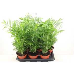 ХАМЕДОРЕЯ Chamaedorea Elegans D17 H55 X6
