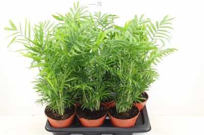 ХАМЕДОРЕЯ Chamaedorea Elegans D17 H55 X6