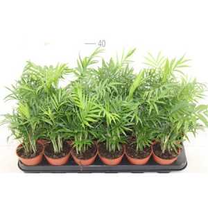ХАМЕДОРЕЯ Chamaedorea Elegans D9 H45 X 18