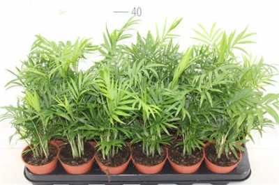 ХАМЕДОРЕЯ Chamaedorea Elegans D9 H45 X 18