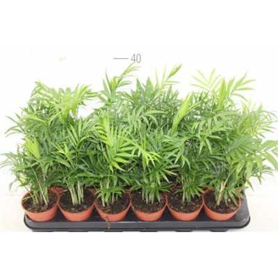 ХАМЕДОРЕЯ Chamaedorea Elegans D9 H45 X 18