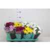 ХРИЗАНТЕМА КУСТОВАЯ Chrysanth Grandezza Gemeng D13 H30 X8