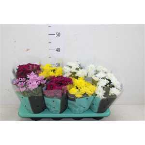 ХРИЗАНТЕМА КУСТОВАЯ Chrysanth Grandezza Gemeng D13 H30 X8
