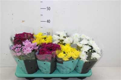 ХРИЗАНТЕМА КУСТОВАЯ Chrysanth Grandezza Gemeng D13 H30 X8