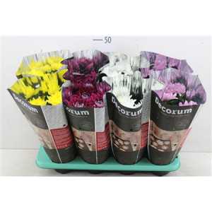 ХРИЗАНТЕМА ОДИНОЧНАЯ Chrysanth Zembla Gemengd D13 H35 X8