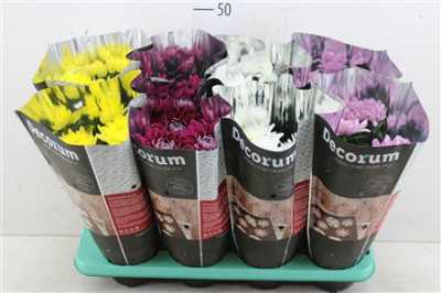 ХРИЗАНТЕМА ОДИНОЧНАЯ Chrysanth Zembla Gemengd D13 H35 X8
