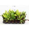 КОДИУМ Codiaeum Gemengd D13 H35 X10