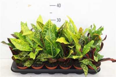 КОДИУМ Codiaeum Gemengd D13 H35 X10